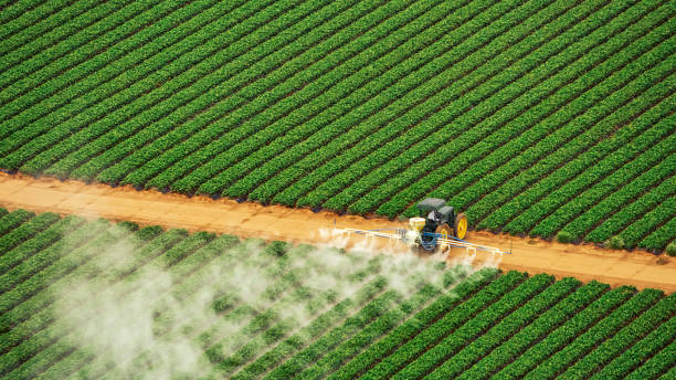 Best Ant Control Services  in Cornelia, GA