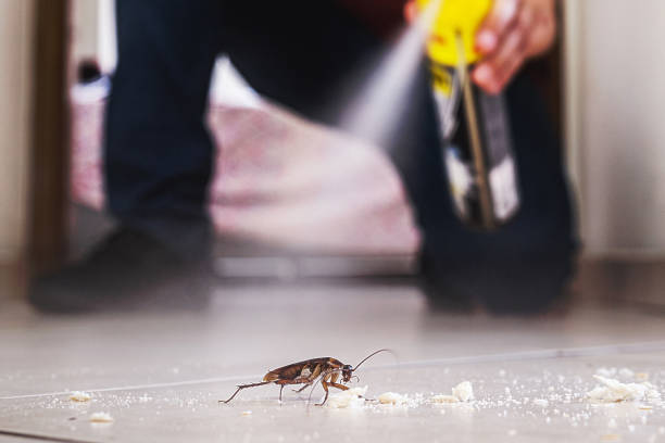 Insect Control in Cornelia, GA